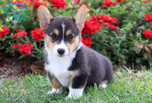 Paige Corgi image