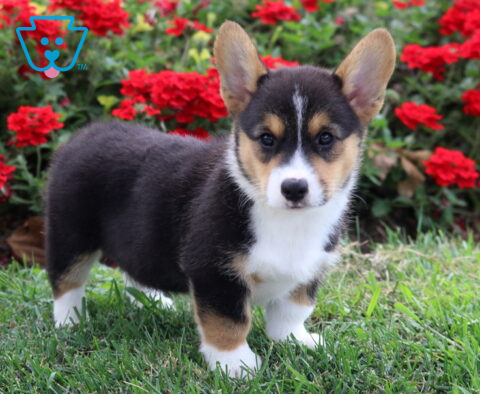 Paige Corgi2