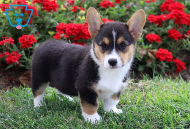 Paige Corgi2 image