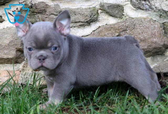Paris Frenchie image