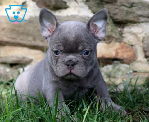 Paris Frenchie2