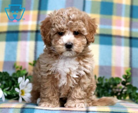 Parker Bichpoo