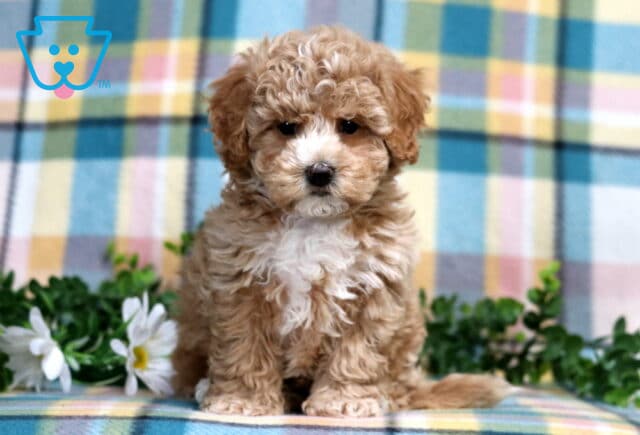 Parker Bichpoo image