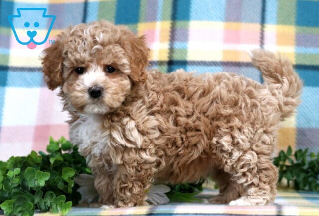 Parker Bichpoo2 image