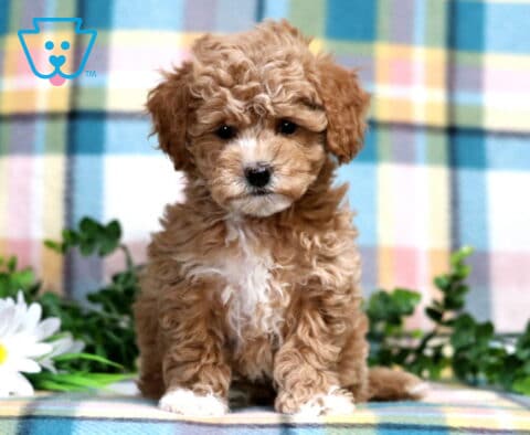 Paws Bichpoo