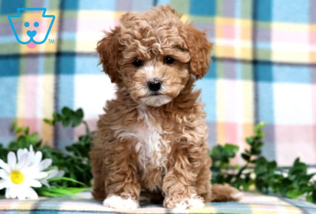 Paws Bichpoo image
