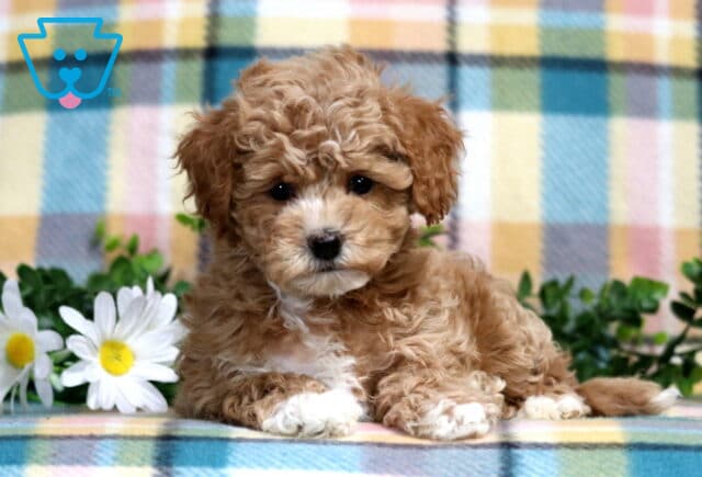 Paws Bichpoo2 image