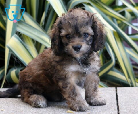 Paws Cockapoo