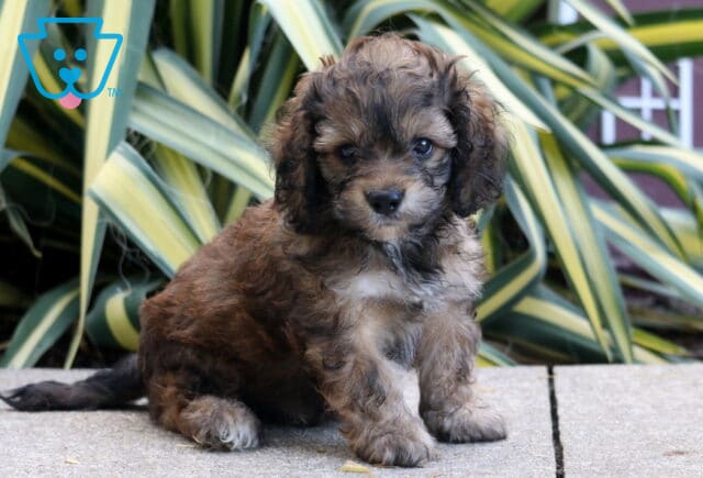 Paws Cockapoo image