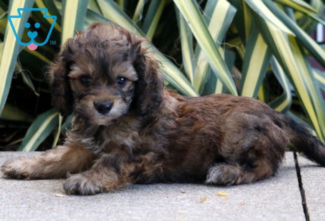 Paws Cockapoo2 image