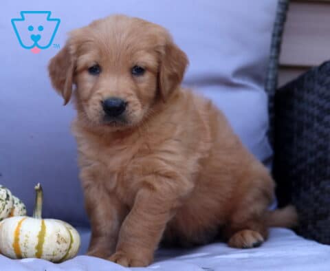 Pax Goldendoodle