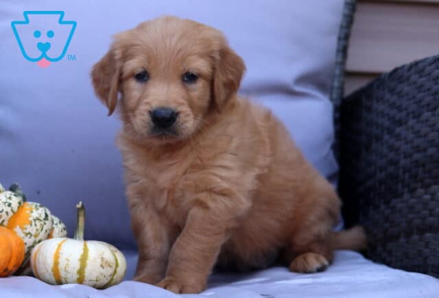 Pax Goldendoodle image