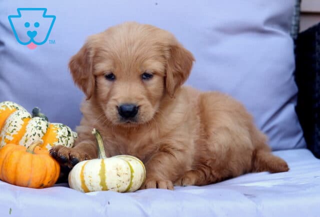 Pax Goldendoodle2 image