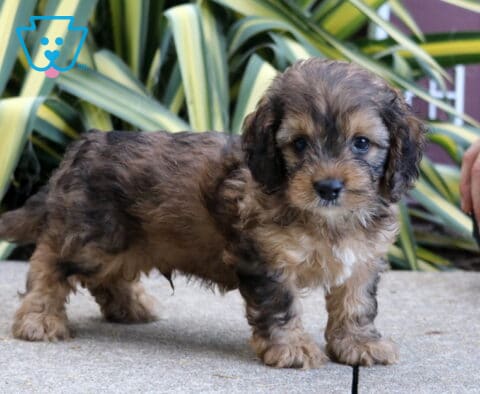 Paz Cockapoo