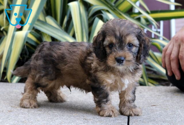 Paz Cockapoo image