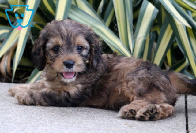 Paz Cockapoo2 image