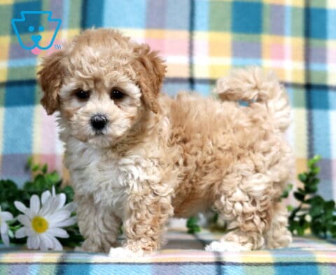 Peach Bichpoo