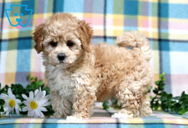 Peach Bichpoo image