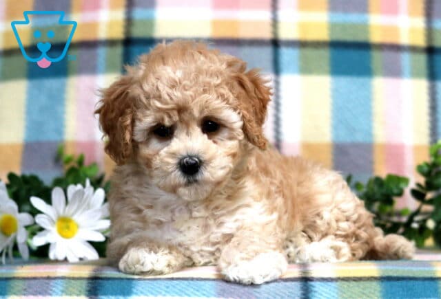 Peach Bichpoo2 image