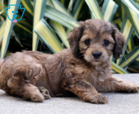 Peach Cockapoo
