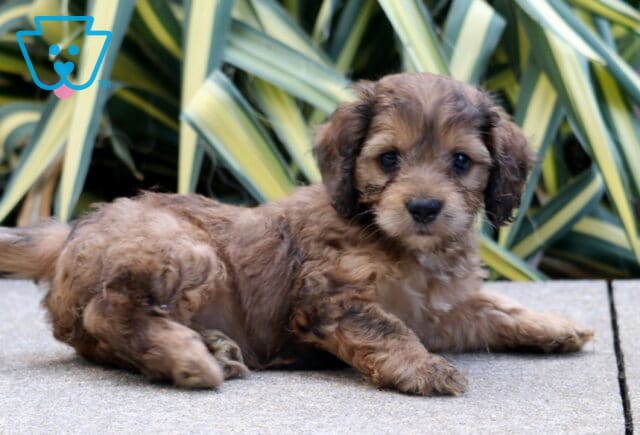 Peach Cockapoo image