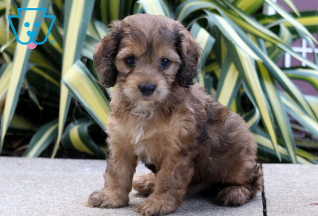 Peach Cockapoo2 image