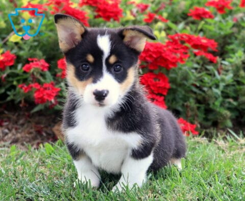 Peach Corgi