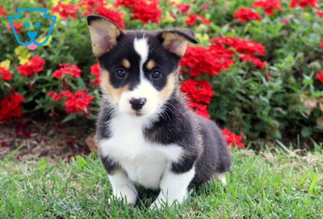 Peach Corgi image