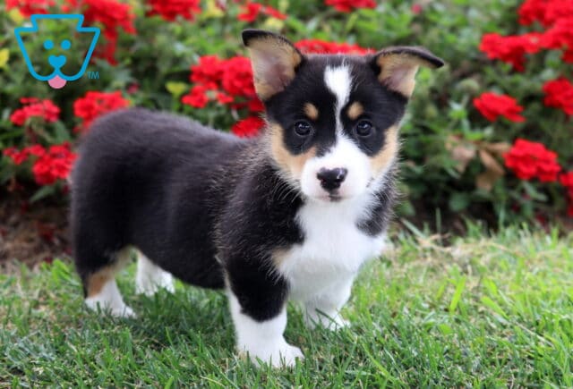 Peach Corgi2 image