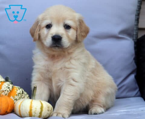 Peach Goldendoodle