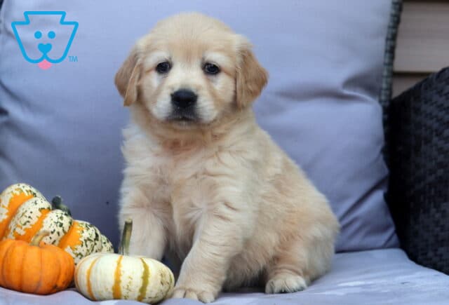 Peach Goldendoodle image
