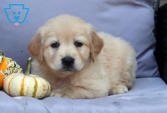 Peach Goldendoodle2 image