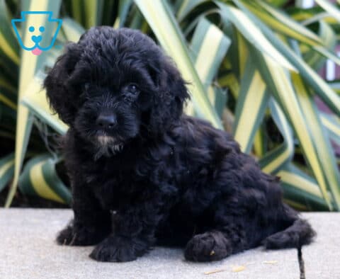 Peanut Cockapoo