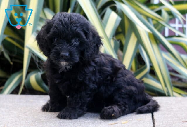 Peanut Cockapoo image