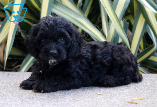 Peanut Cockapoo2 image