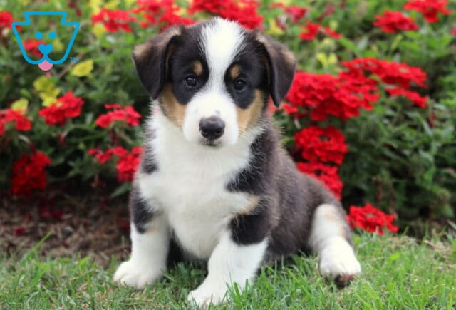 Peanut Corgi image