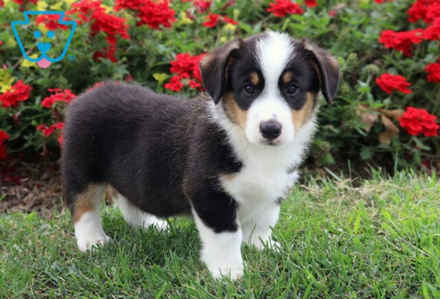 Peanut Corgi2 image