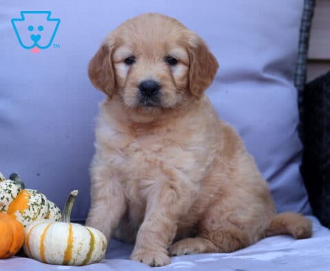 Pepper Goldendoodle