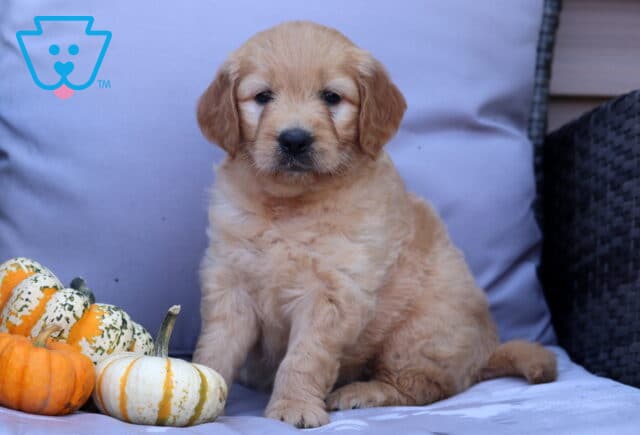 Pepper Goldendoodle image