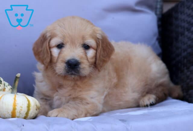 Pepper Goldendoodle2 image