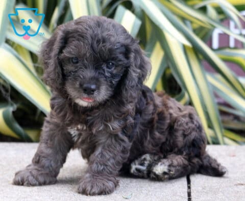 Perry Cockapoo
