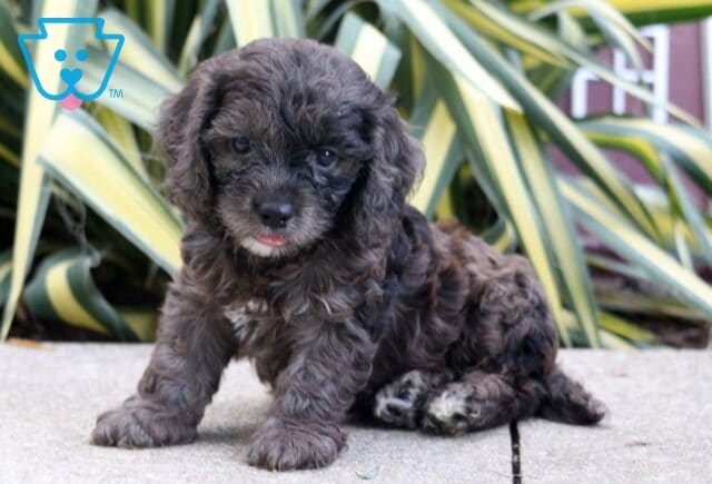 Perry Cockapoo image