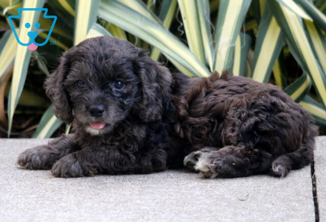Perry Cockapoo2 image