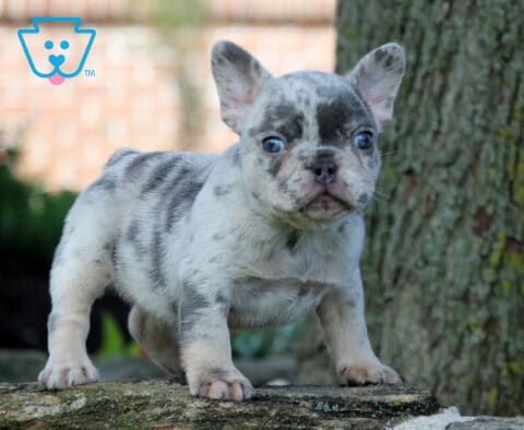 Petey Frenchie