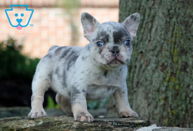 Petey Frenchie image