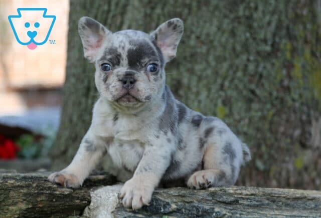 Petey Frenchie2 image