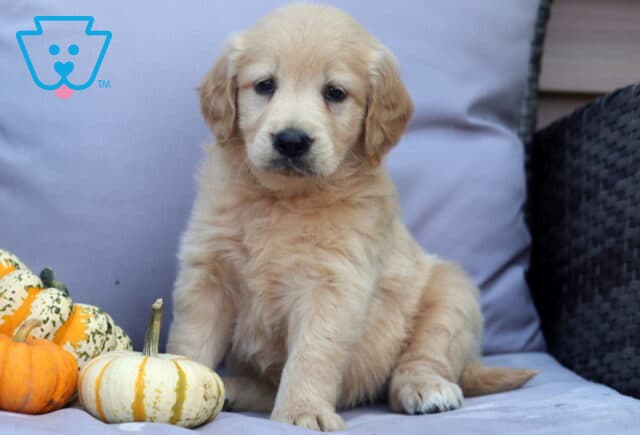 Petey Goldendoodle image