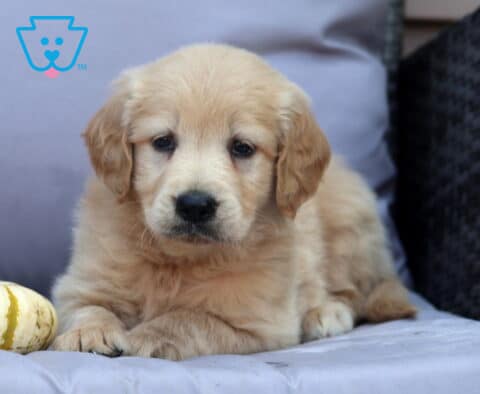 Petey Goldendoodle2