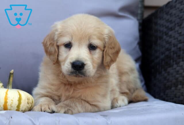Petey Goldendoodle2 image