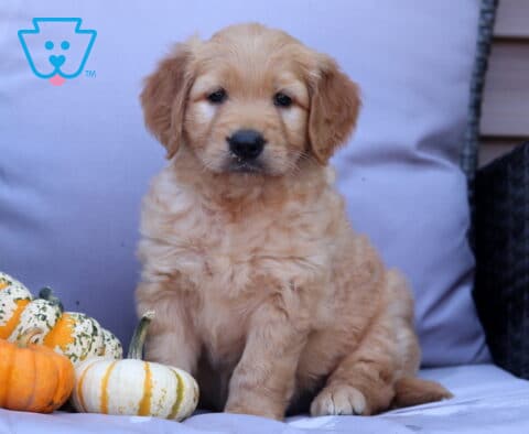 Phoenix Goldendoodle